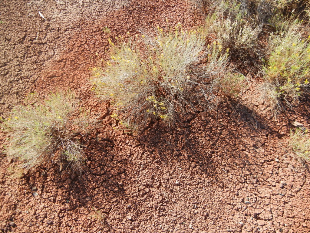 John Day Fossil Beds Paint Hills_cracked ground