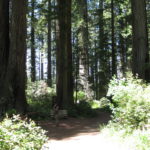 Redwood National Park_Lady Bing Johnson Trail