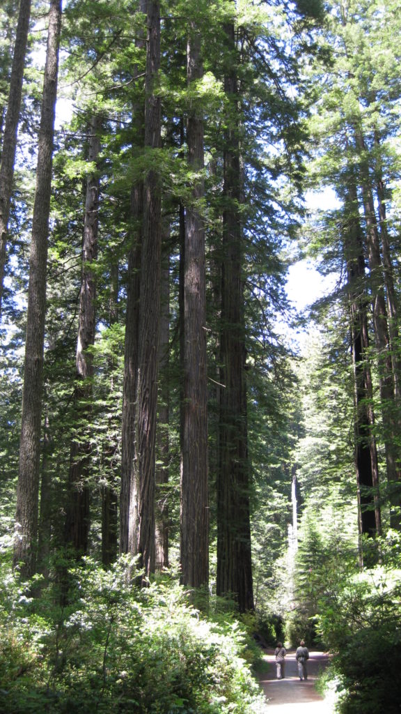 Redwood National Park_Lady Bing Johnson trail forest portrait