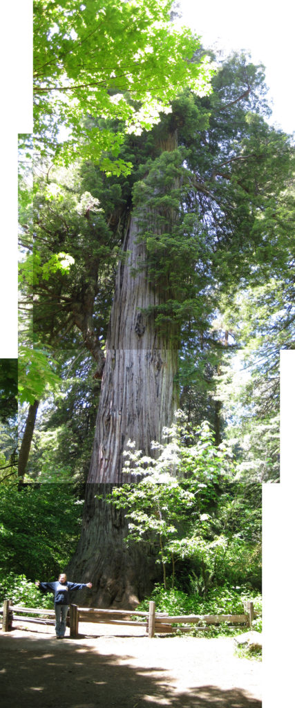 Redwood National Park_tree joiner