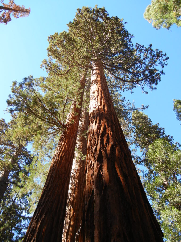 Yosemite National Park_giant sequoia