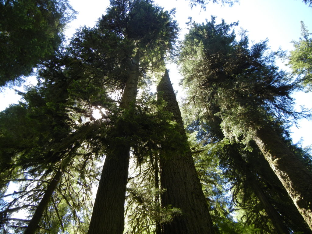 Olympic_Lake Quinault hike