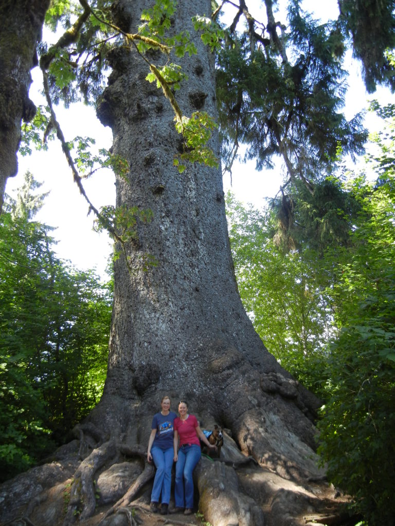 Olympic_Big Sitka spruce