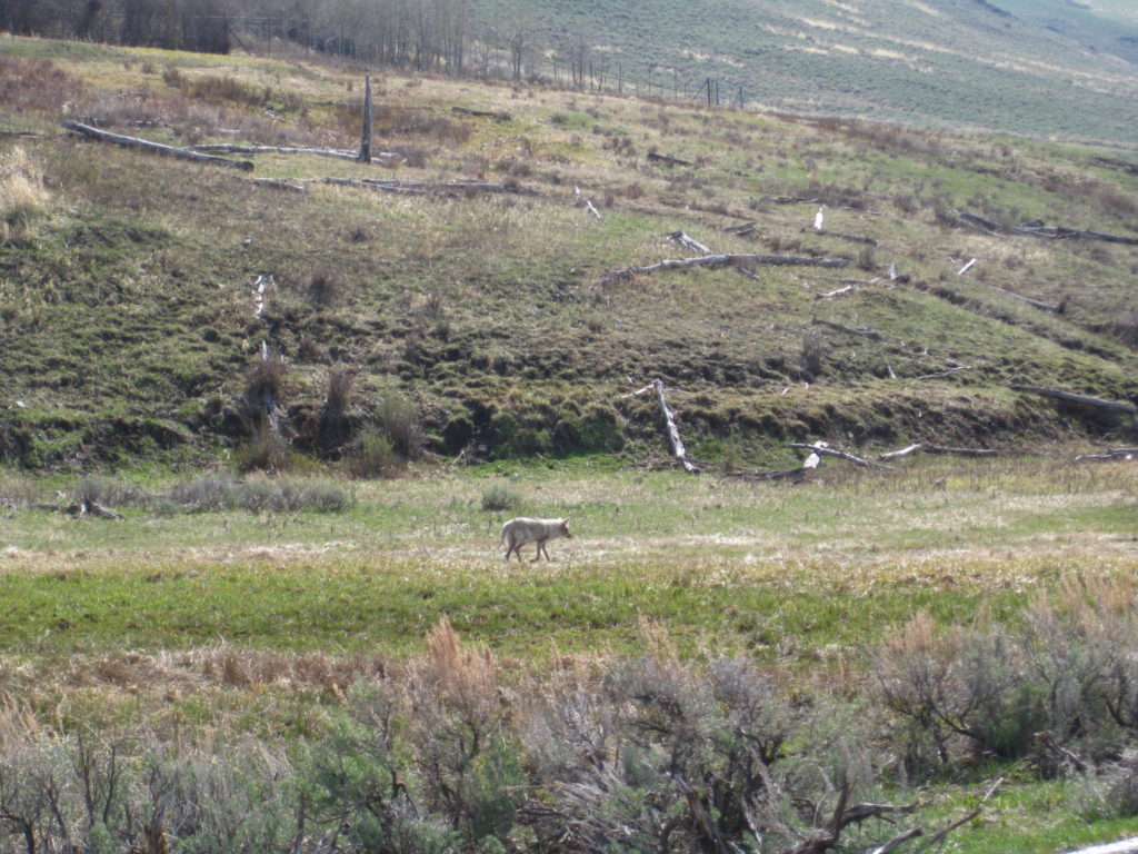 Yellowstone_Lamar Valley coyote
