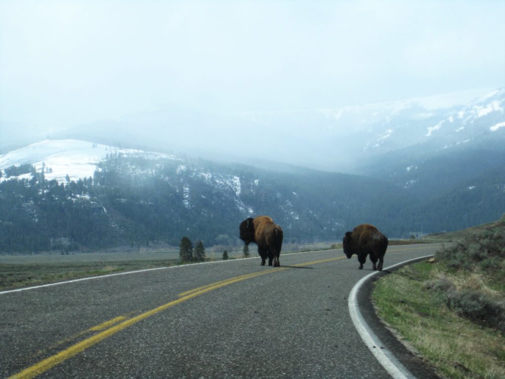 Yellowstone_Lamar Valley bison