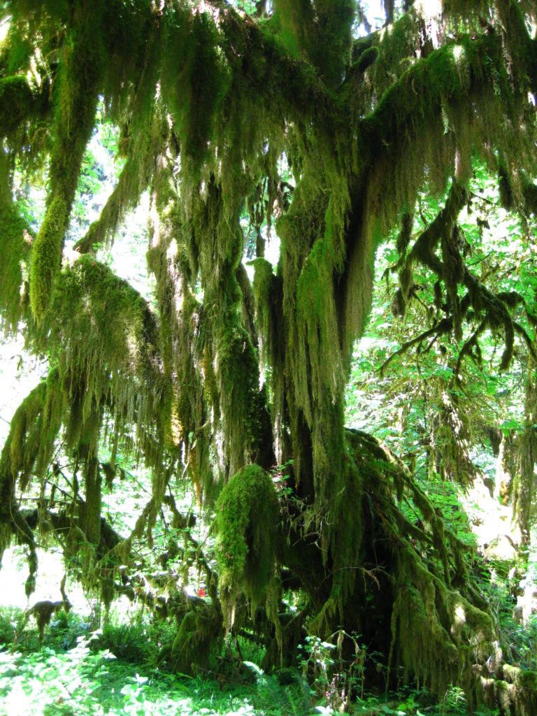 Olympic_Hoh Rain Forest mossy tree