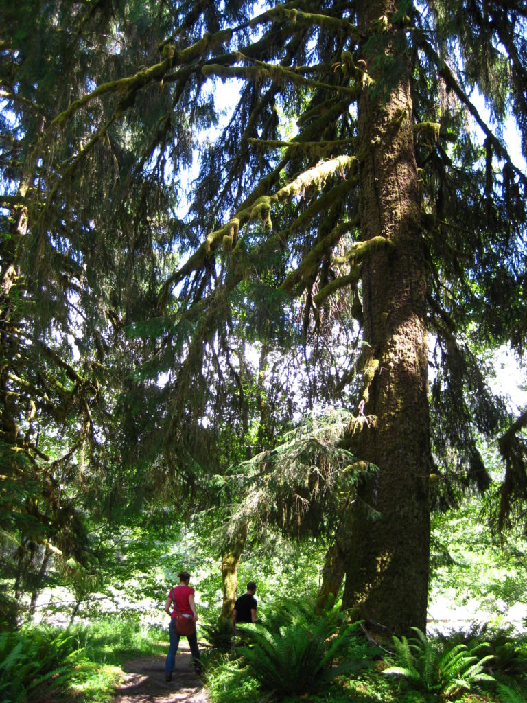 Olympic_Hoh Rain Forest trail