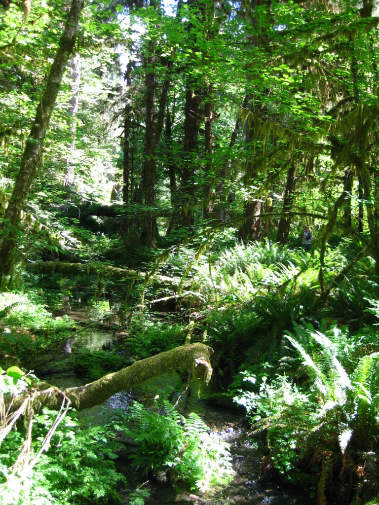 Olympic_Hoh Rain Forest stream